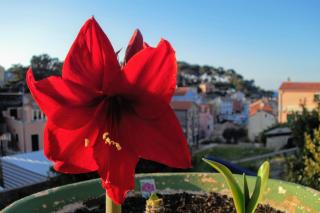 Amaryllis residence, apartment Diana & Deluxe rooms with shared kitchen - Veli Lošinj - 2
