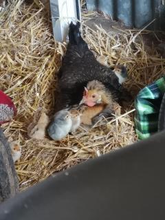 Brampton Dales Farm - Gainsborough - 6