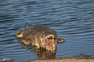 Nkorho Bush Lodge - Sabi Sand Game Reserve - 2