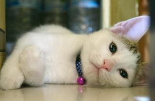 Mr. Sloth & Mrs. Cat B&B - 5