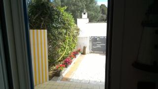 Villetta Silvana tra mare e pineta animali gratis - 8