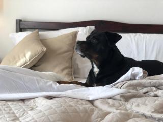 Villa Lavinia B&B - 3