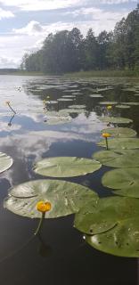 Siedlisko Ostropest Karbowskie 9a - 2