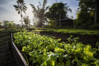 La Folie Lodge - Champasak - 1