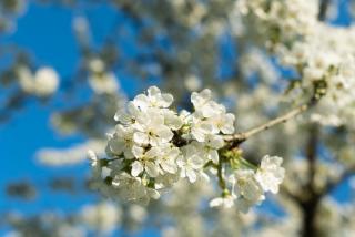 La planche pinçon - 9