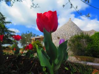 B&B Mandorla Amara - 1