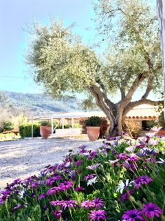 Bastide de Fontvieille - Saint-Cyr-sur-Mer - 4