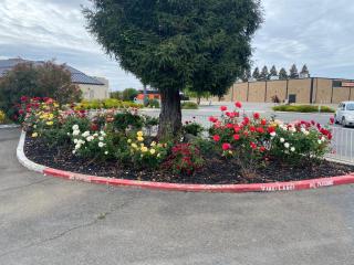 Oasis Inn Sacramento- Elk Grove - Sacramento - 9