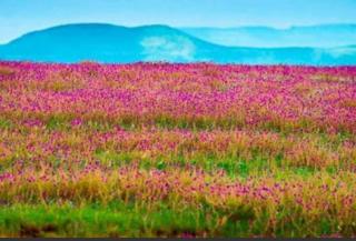 Vamoose Laxmi Hill Resort - 1