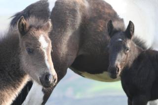 Gîte ABODI du Chalet Pedro - 2