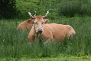 Gîte ABODI du Chalet Pedro - 1