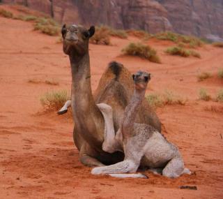 Bedouin Holidays Camp and Jeep Tours - Wadi Rum - 9