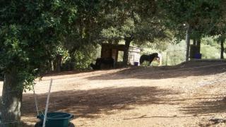 Le petit chalet - Porticcio - 7