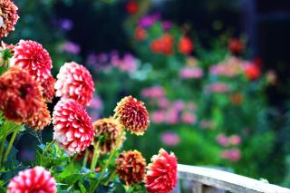 Duvauchelle Seaside Motel - 6