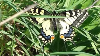 Les Papillons - Vrolle - 5