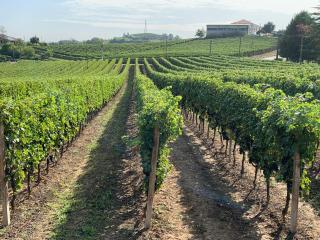 Villa Bricco 46 - Nizza Monferrato - 9