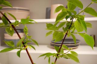 Hotel-Pension Treppengasse Nr 6 - 6