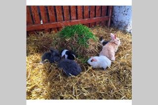 Self Catering - Gardeners Cottage - Wexford - 5