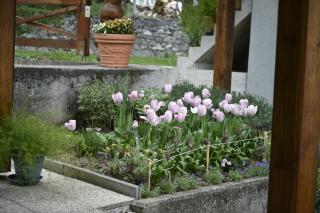 Vila Kosca - apartments for rent - 3