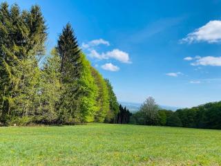 Pension Schmitt - Waldfenster - 2