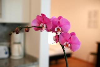 La Scala Apartments - Viena - 2