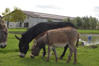 Holiday Home Koolhof - 5