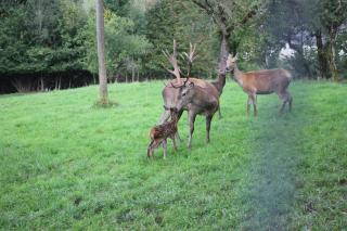 Gästehof Annerl - 1