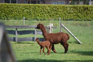 Erve Grootenhuys - 4