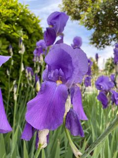 Iris Hotel - Erbusco - 4