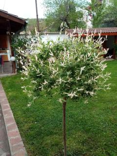 Borova House - Tryavna - 8