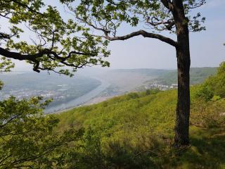 Apartment an der Mosel 1 - Graach - 5