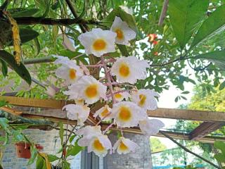 Loren Homestay - Phong Nha - 4
