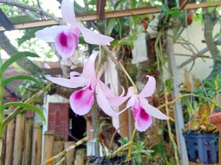 Loren Homestay - Phong Nha - 5