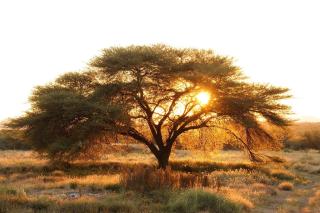 Frans Indongo Lodge - Otjiwarongo - 4