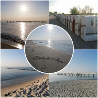 Ostsee-Wiesenpieper (Graal-Müritz) - Graal-Müritz - 8