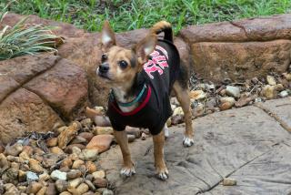 Richard's Pet Friendly Motel - Hollywood - 9