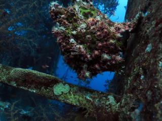Exodus Hostel & Dive Center - Eilat - 3