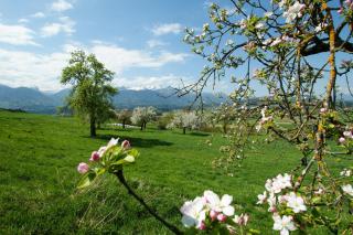 Haus Primosch - Schiefling am Wörthersee - 4
