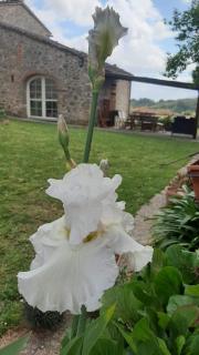 Casale Camaiore - 2
