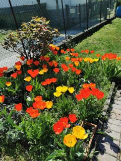 Grandma's garden house - Angera - 1