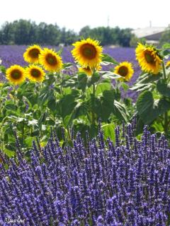 Les rosiers - Chaffaut-Lagremuse - 5
