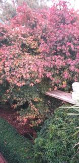 Astley Cottage - Daylesford - 2