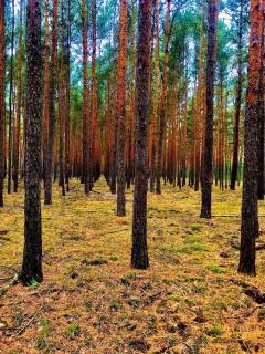 Spree - Waldhotel Cottbus - Cottbus - 7