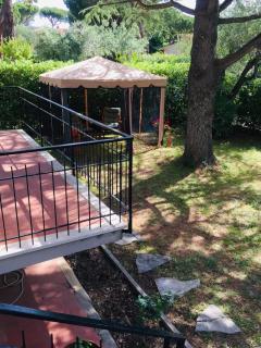 Cedro del Libano - Castiglioncello - 8