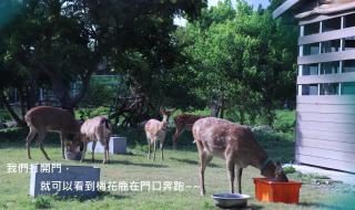 頌謙文旅 梅花鹿同住 - 8