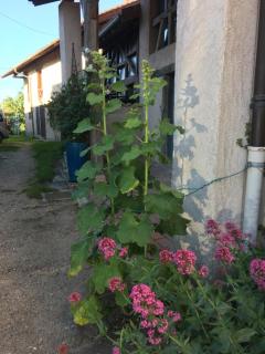 Les Colombages - Biziat - 4