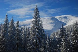Zelena Dacha - Dragobrat - 4