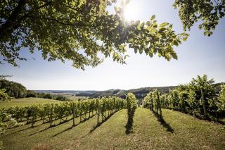 Weingarten & Appartement Auszeit with private Spa - 4