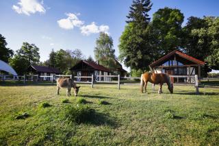 Pferdehof Schorfheide - Schorfheide - 0