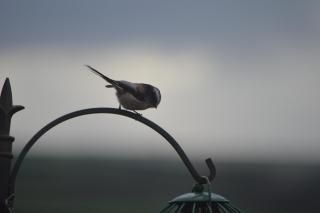 Bumble Bee Cottage - Hartland - 8